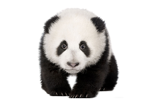 熊猫精灵脚本助手 v3.6.2 全自动化工具
